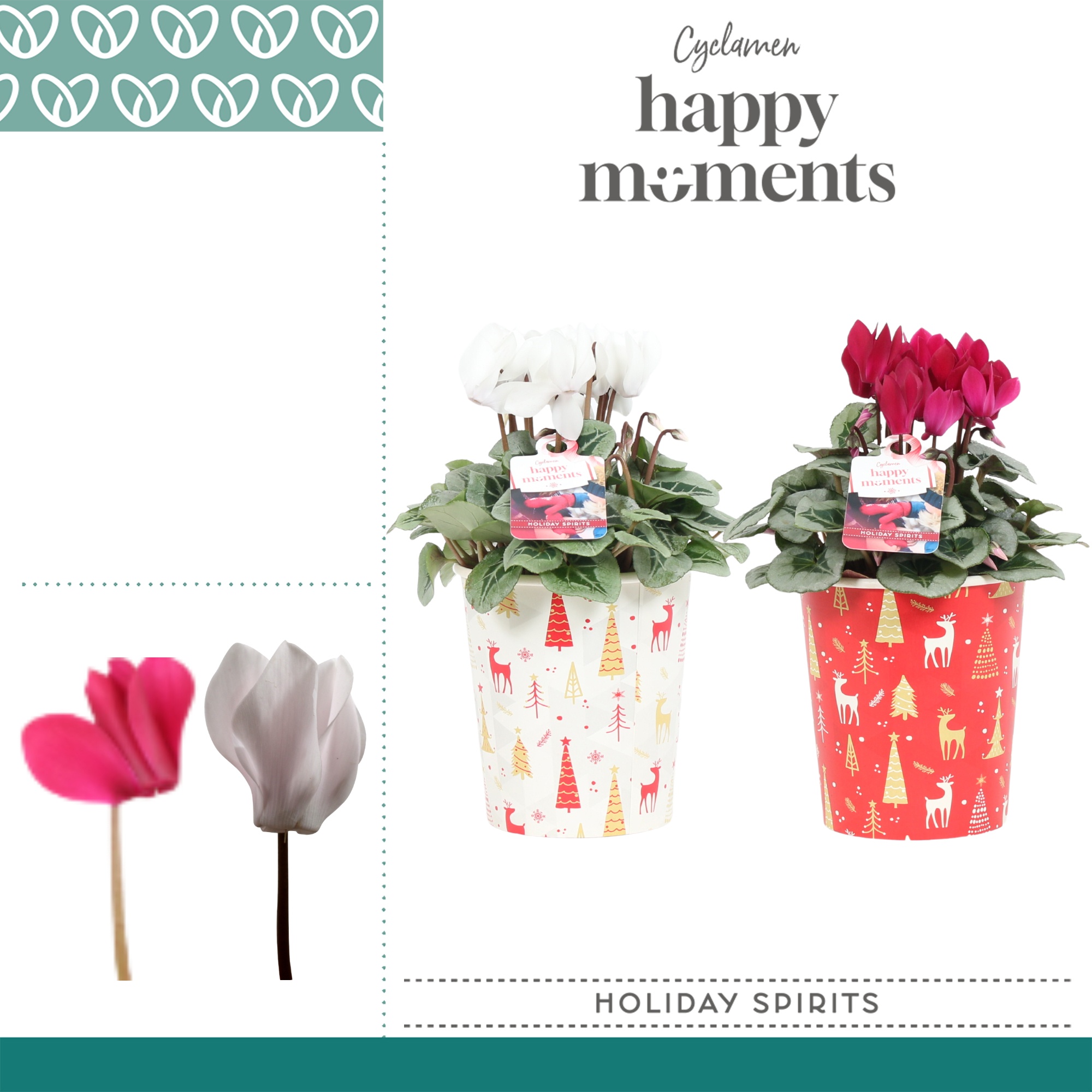 Cyclaam Holiday Spirits Bordeaux & Wit in Kerstbeker, D 12 cm