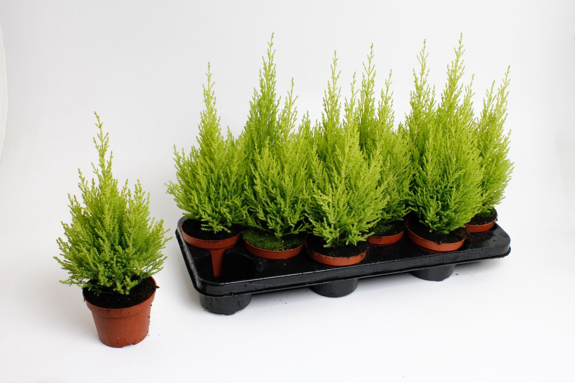 Cupressus macrocarpa Wilma, D 10,5