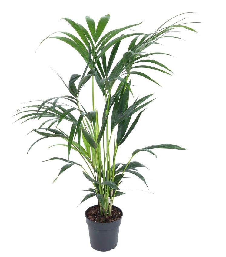 Howea Forsteriana(kentia) P19-110, D 19