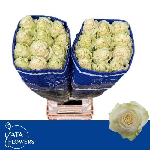 Роза од. Мондиаль 70 (бел.), шт.