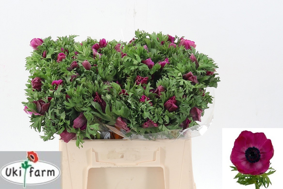 Анемон Галил Перпл 35 (фиолет.), шт.