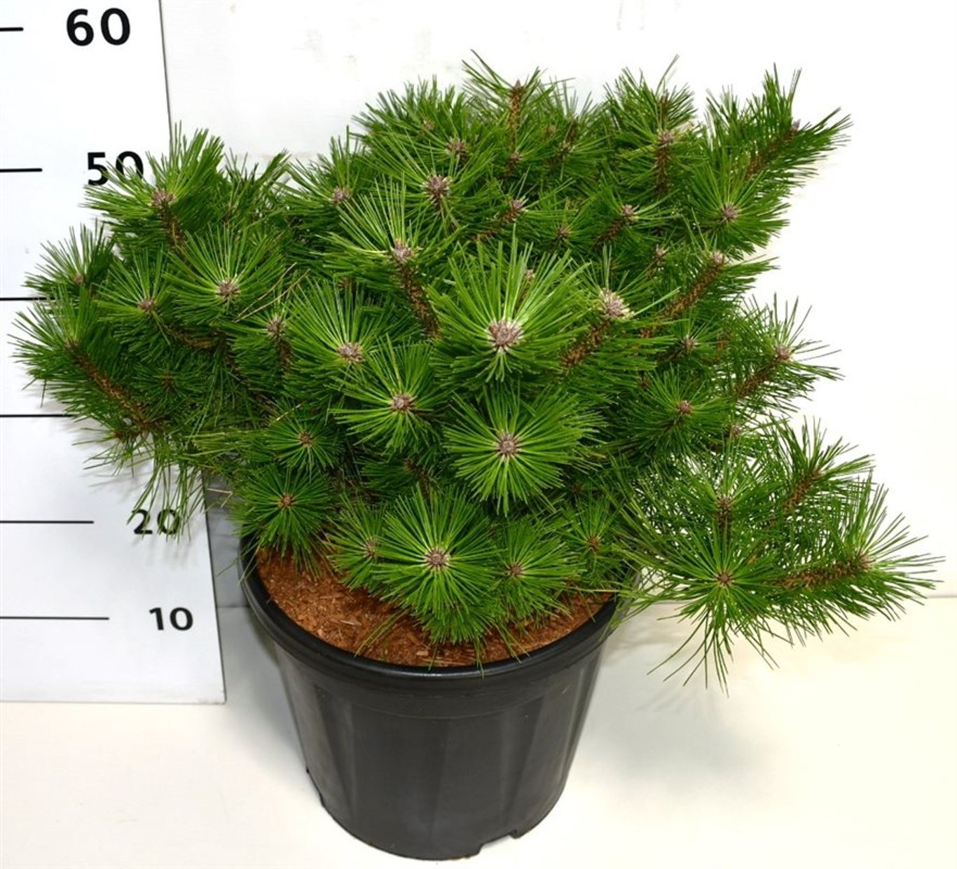 Pinus d. 'Jane Kluis', D 32