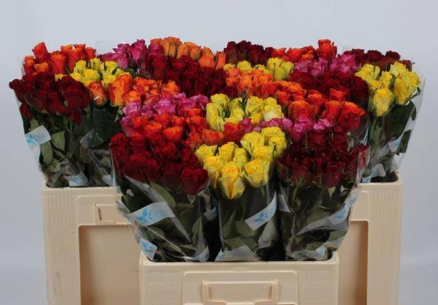 Роза од. KL Микс в баке 60, шт.