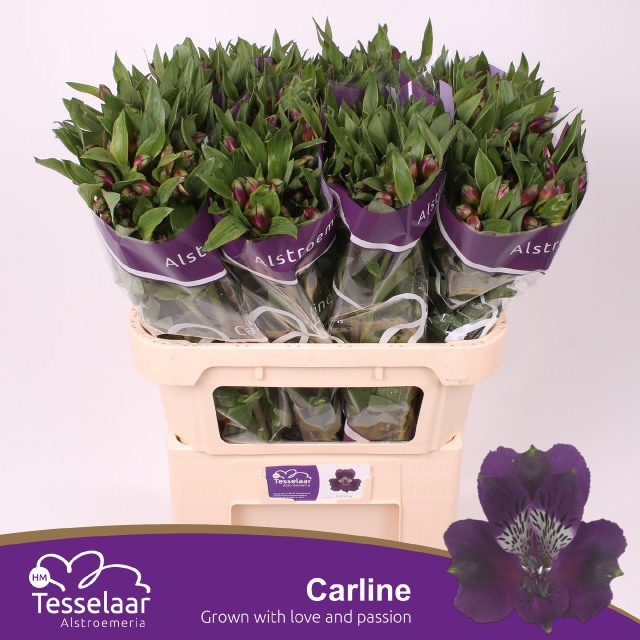 Альстромерия Карлин (фиолет.), шт.