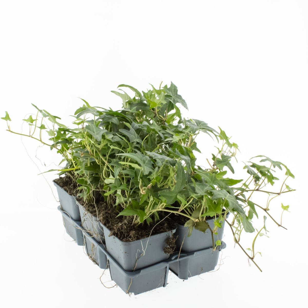 Hedera hel. 'Sagittifolia', 3-5 tak, D 9 cm