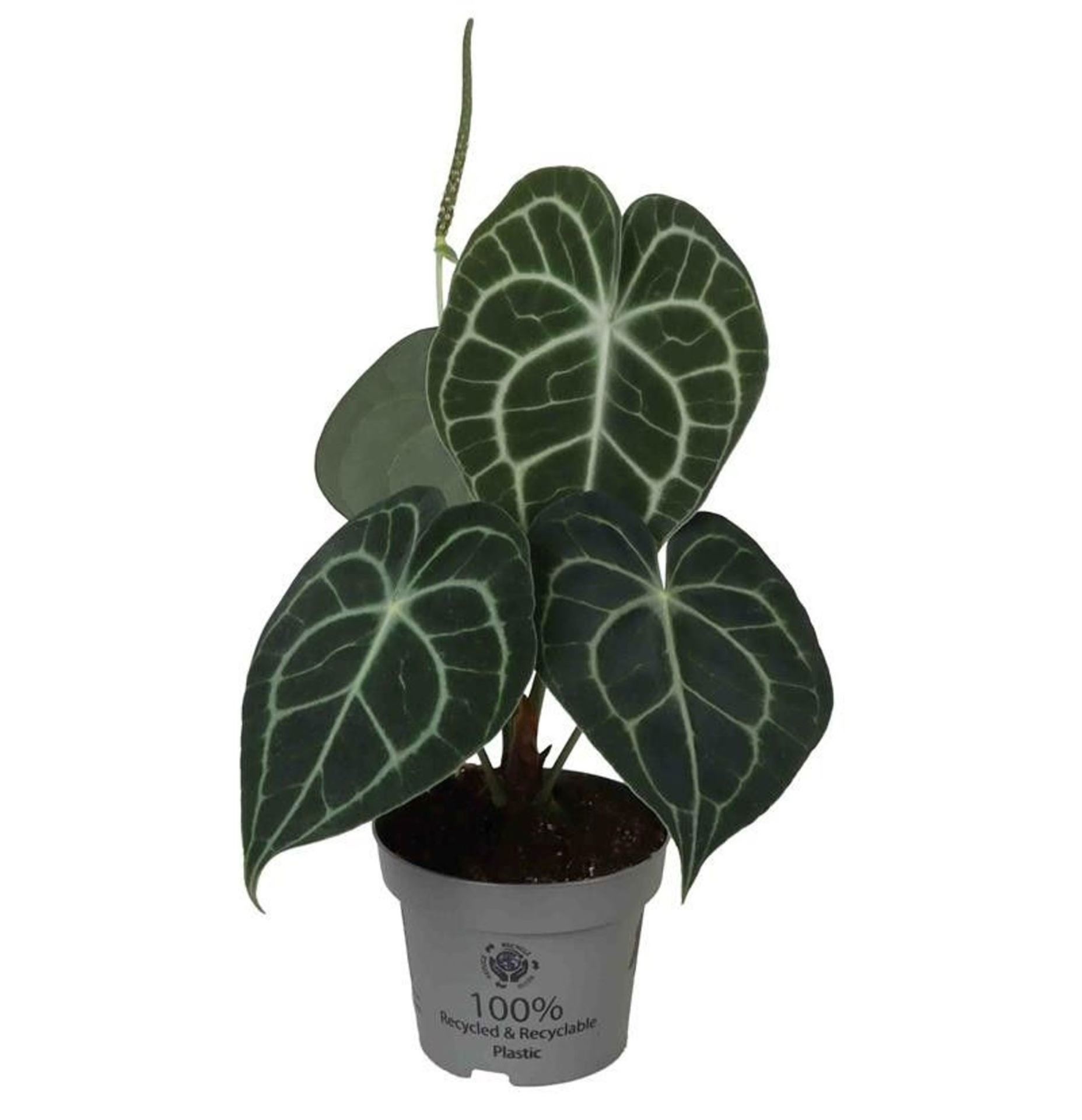 Anthurium Clarinervium 12 cm, D 12