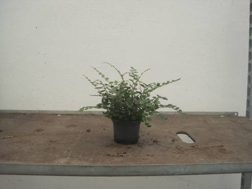 PELLAEA ROTUNDIFOLIA, D 9