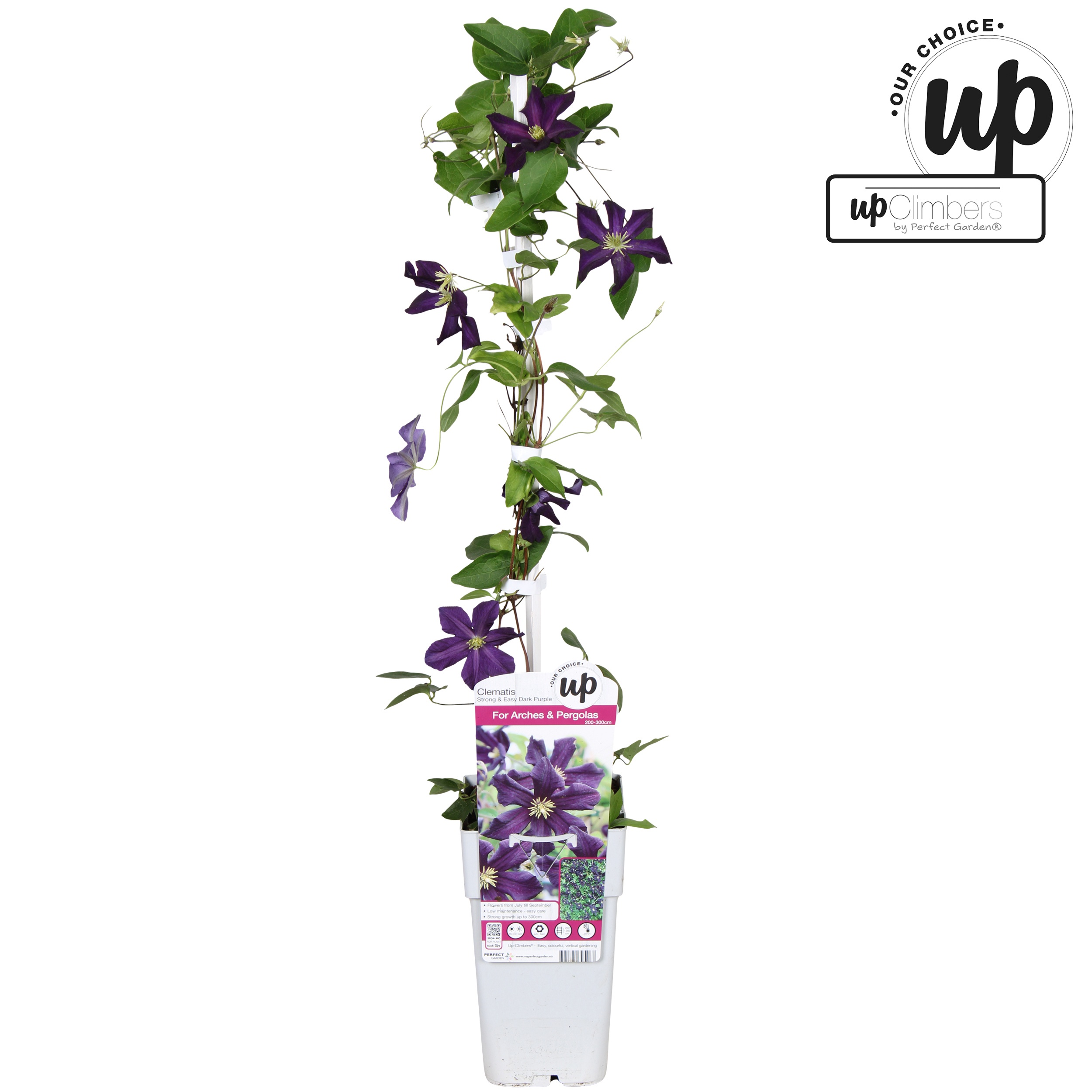 Clematis Strong and Easy Dark Purple - Romantika P15, D 15