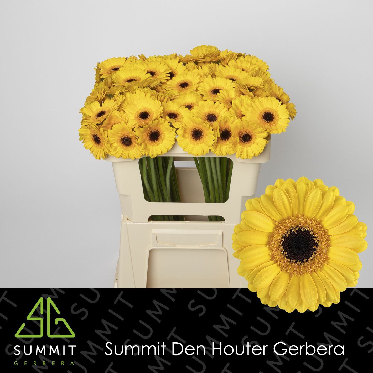 Гермини Твити, шт.