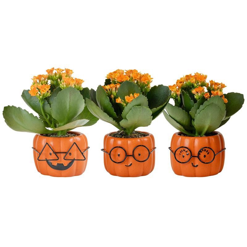 HALLOWEEN CERAMIC 730936 Smarty Pumpkin Kalancho, D 6