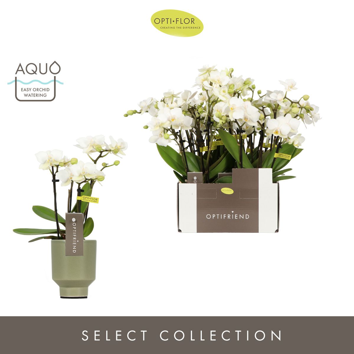 Optifriend Sandra 4 spike in Emilia Green Aquo, D 7 cm