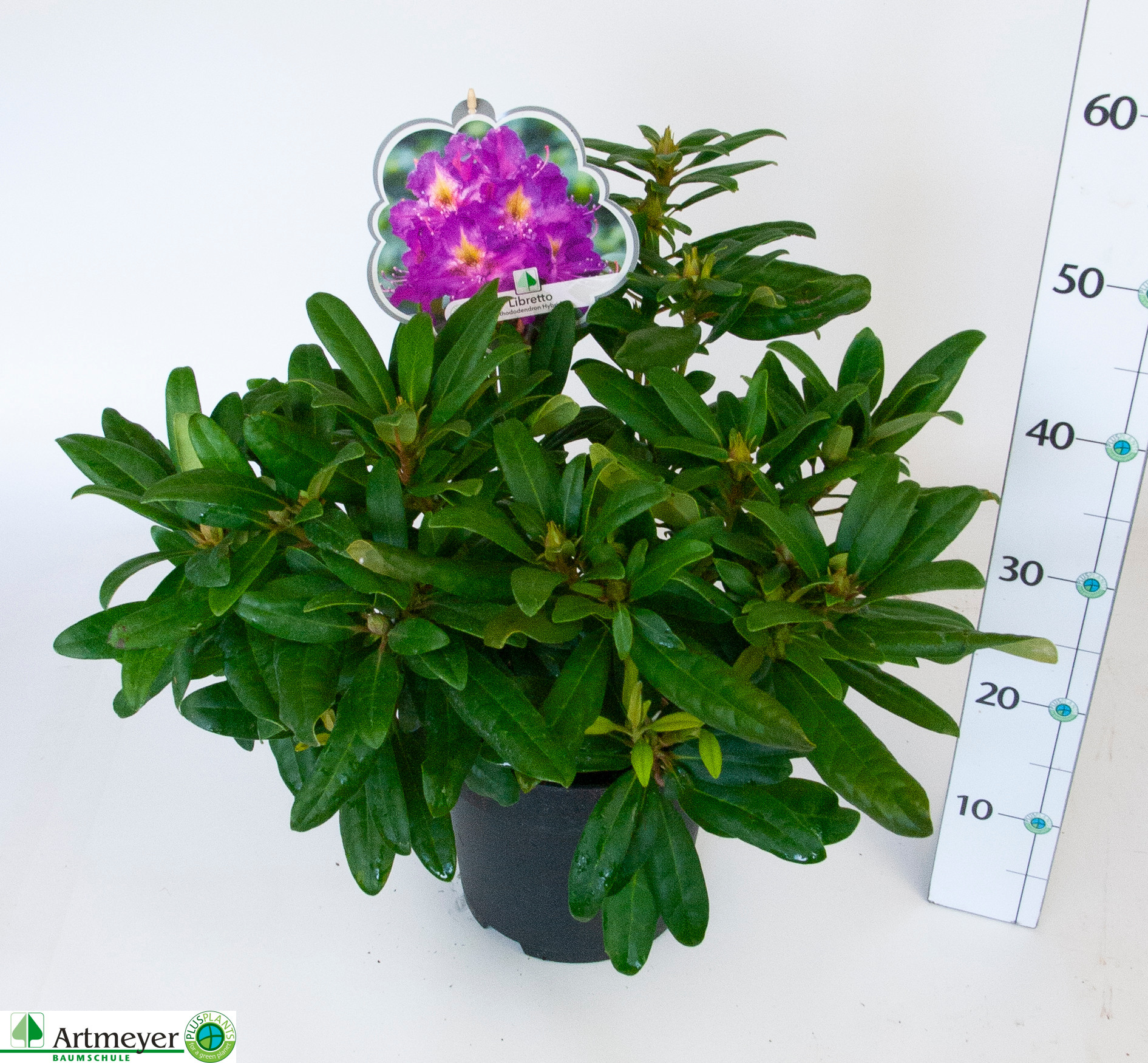 Rhododendron hybr. Libretto C5, D 22 cm