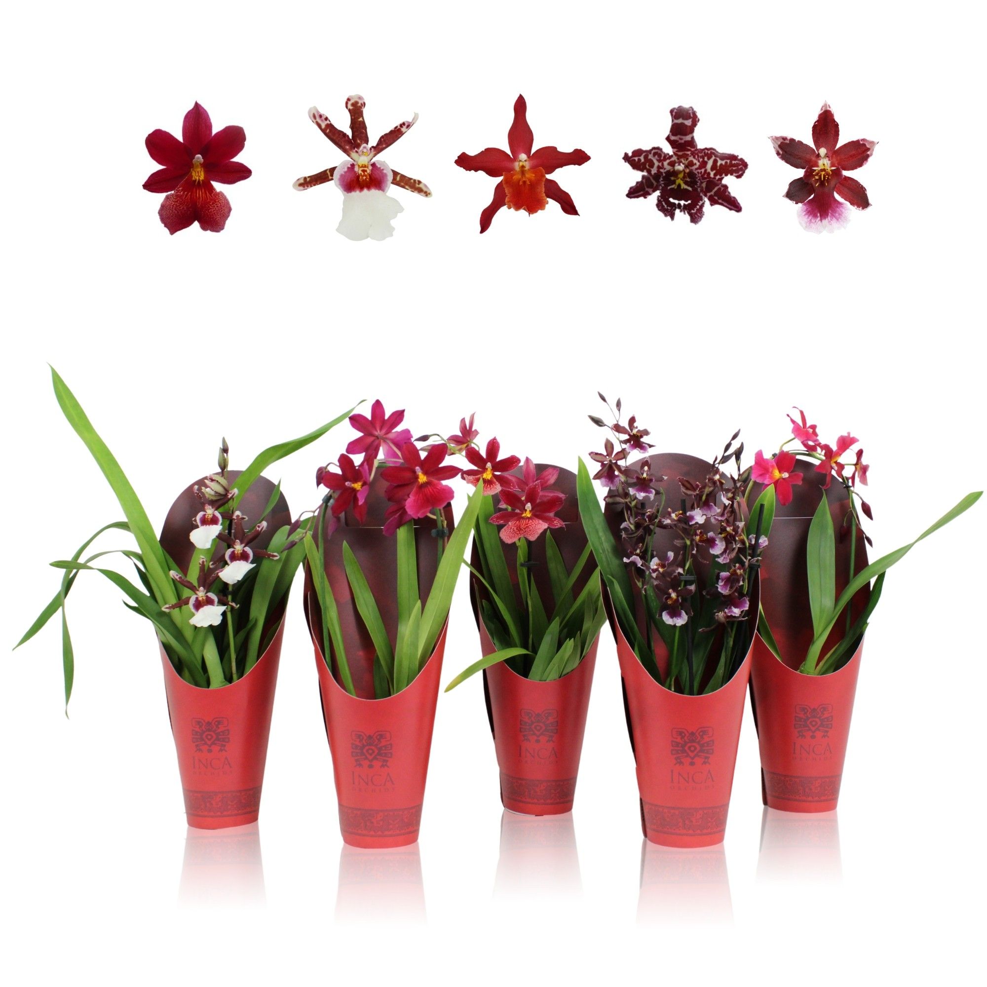 Inca Cambria Red Beauty mix 1 spike incl. cascade 9cm in luxury cover, D 9