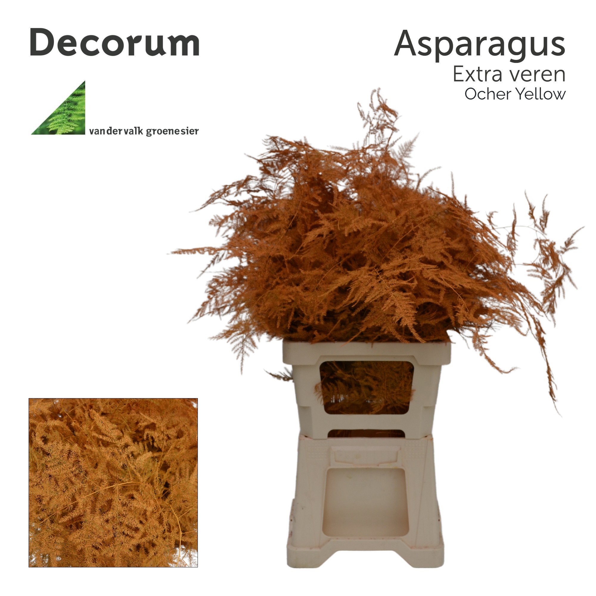 Аспарагус Овериг Крашеный (краш. ) 65, шт.