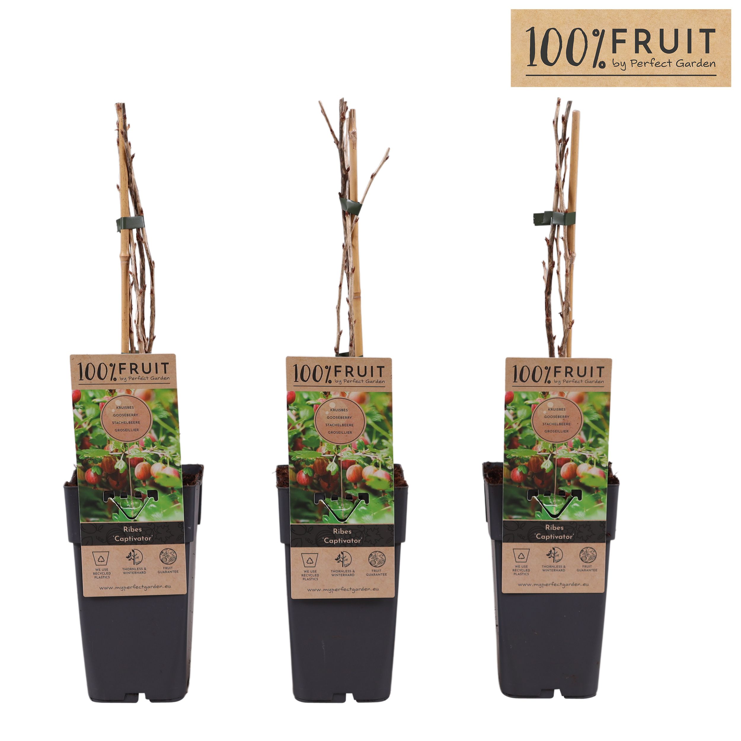 Ribes uva-crispa Captivator P15, D 15