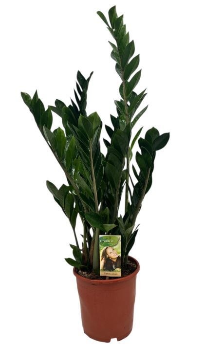 Zamioculcas P21, D 21