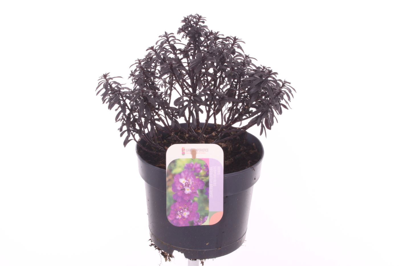 Iberis semp. Absolutely Amethyst, D 17