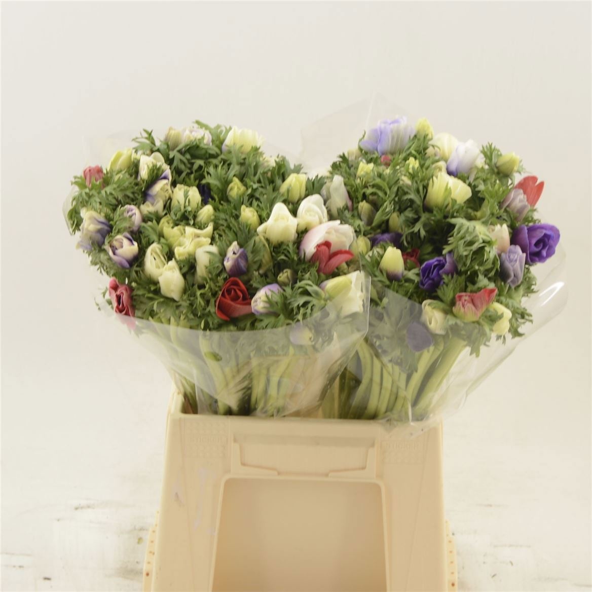 Анемон Микс в пачке 40, шт.