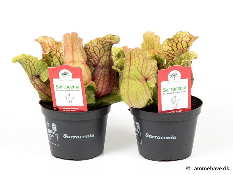 SARRACENIA PURPUREA 'MONTANA', D 12