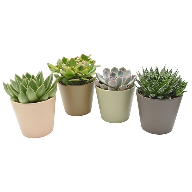 Succulent in Amanda Amigo mix ceramics, D 13