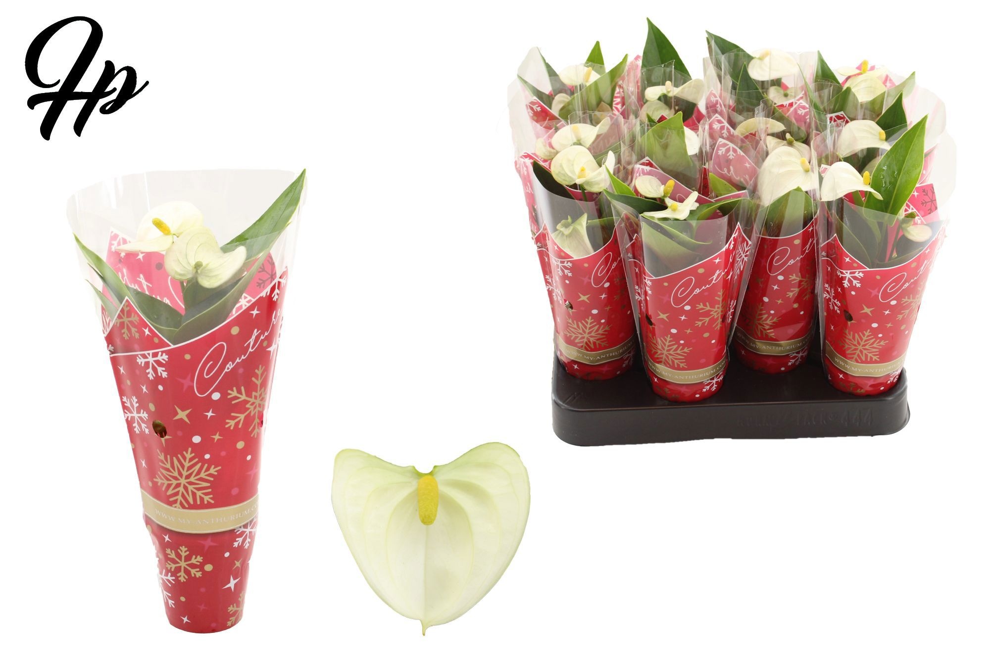 Anthurium 6 cm Everest in Couture christmas sleeve, D 6