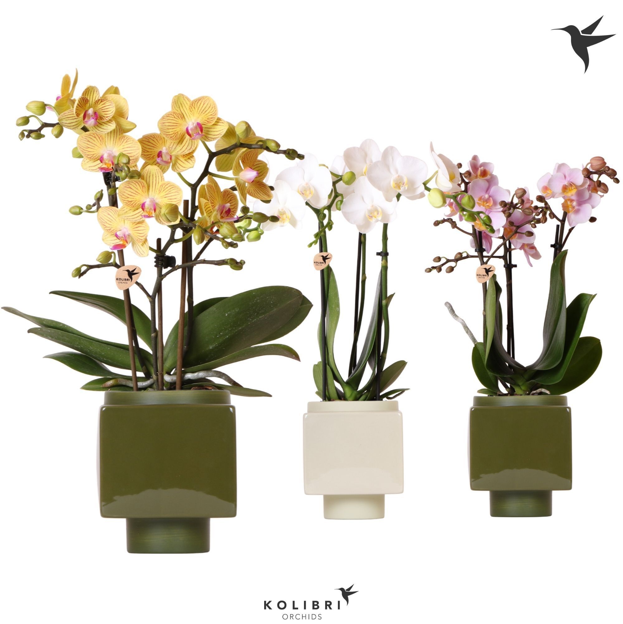 Kolibri Orchids Phalaenopsis mix 3 spike in Cube pot green mix, D 9