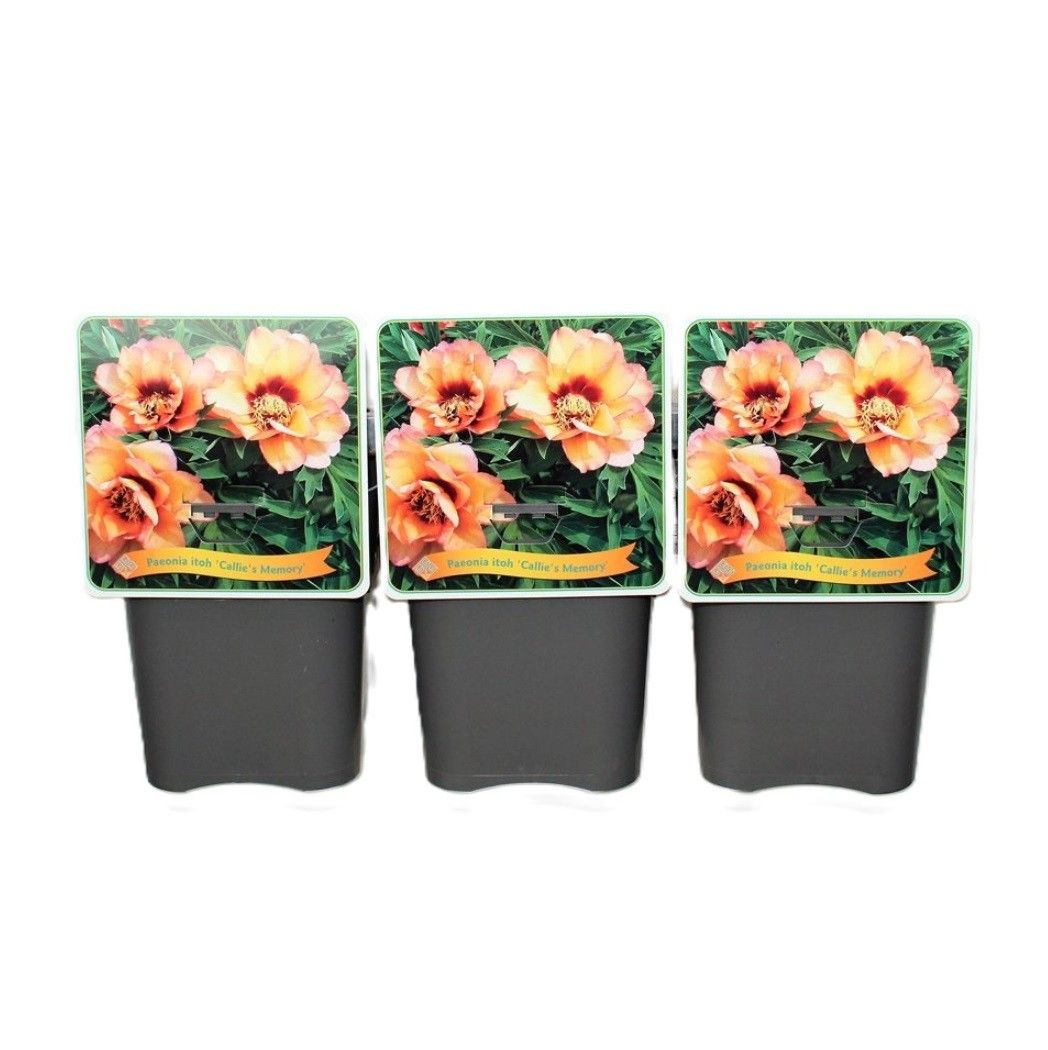 Paeonia Itoh 'Callie's Memory' C5, D 21