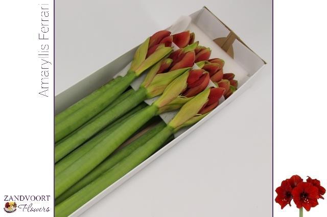 Амарилис Феррари (красн.) x12, шт.
