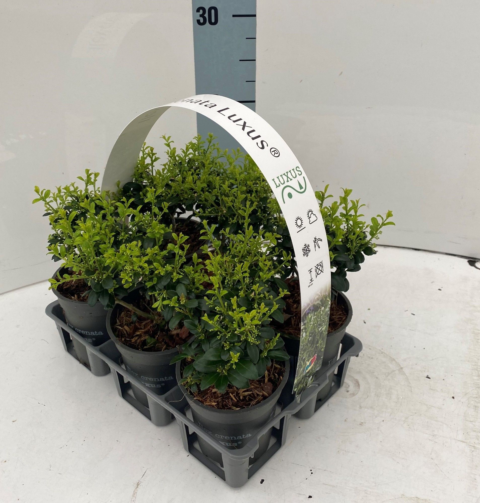 Ilex crenata Luxus® P9 sixpack, D 9