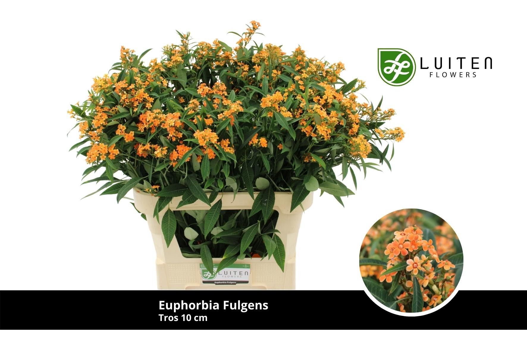 Эуфорбия куст. Санстрим 75, шт.