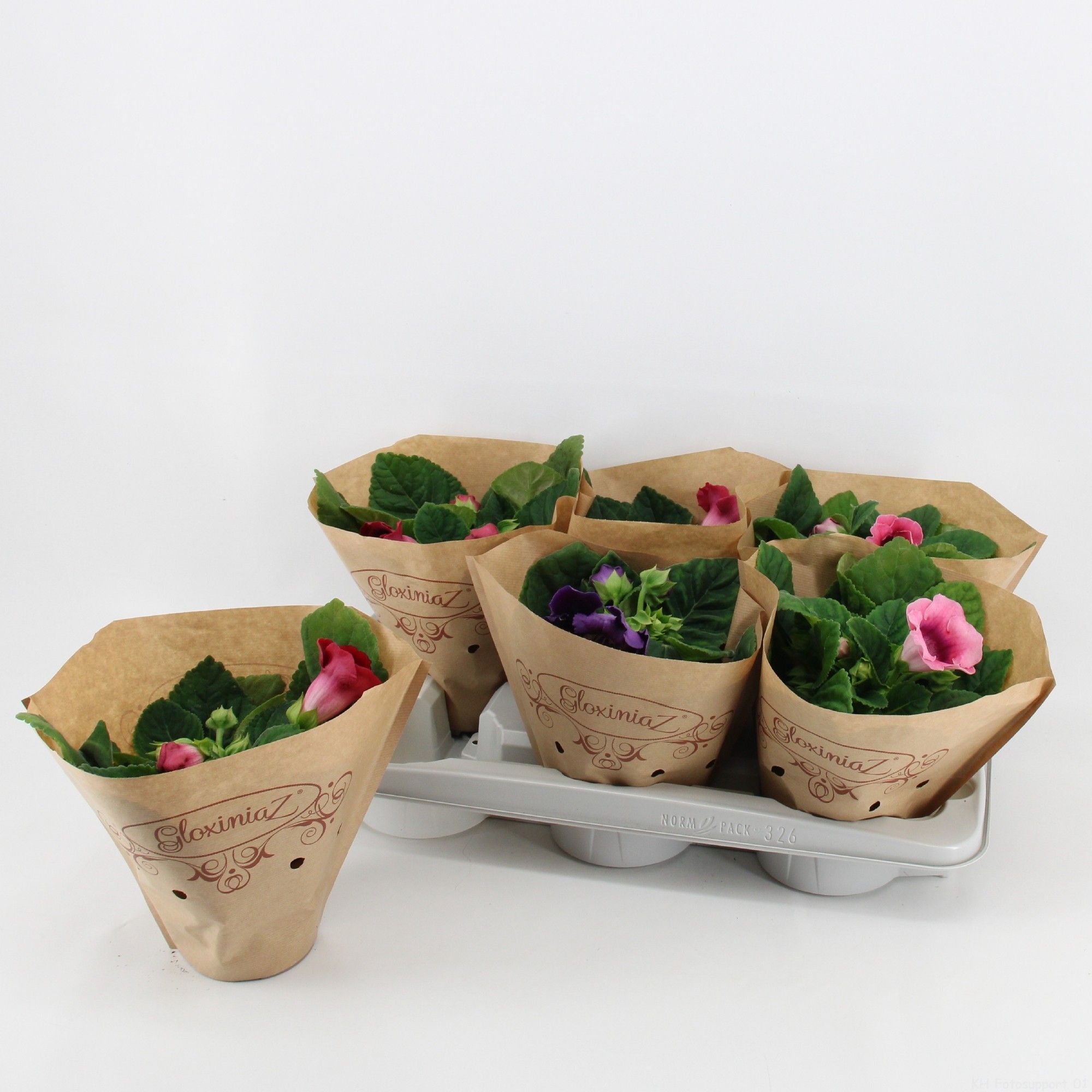 Sinningia / Gloxinia in Kraft, D 12