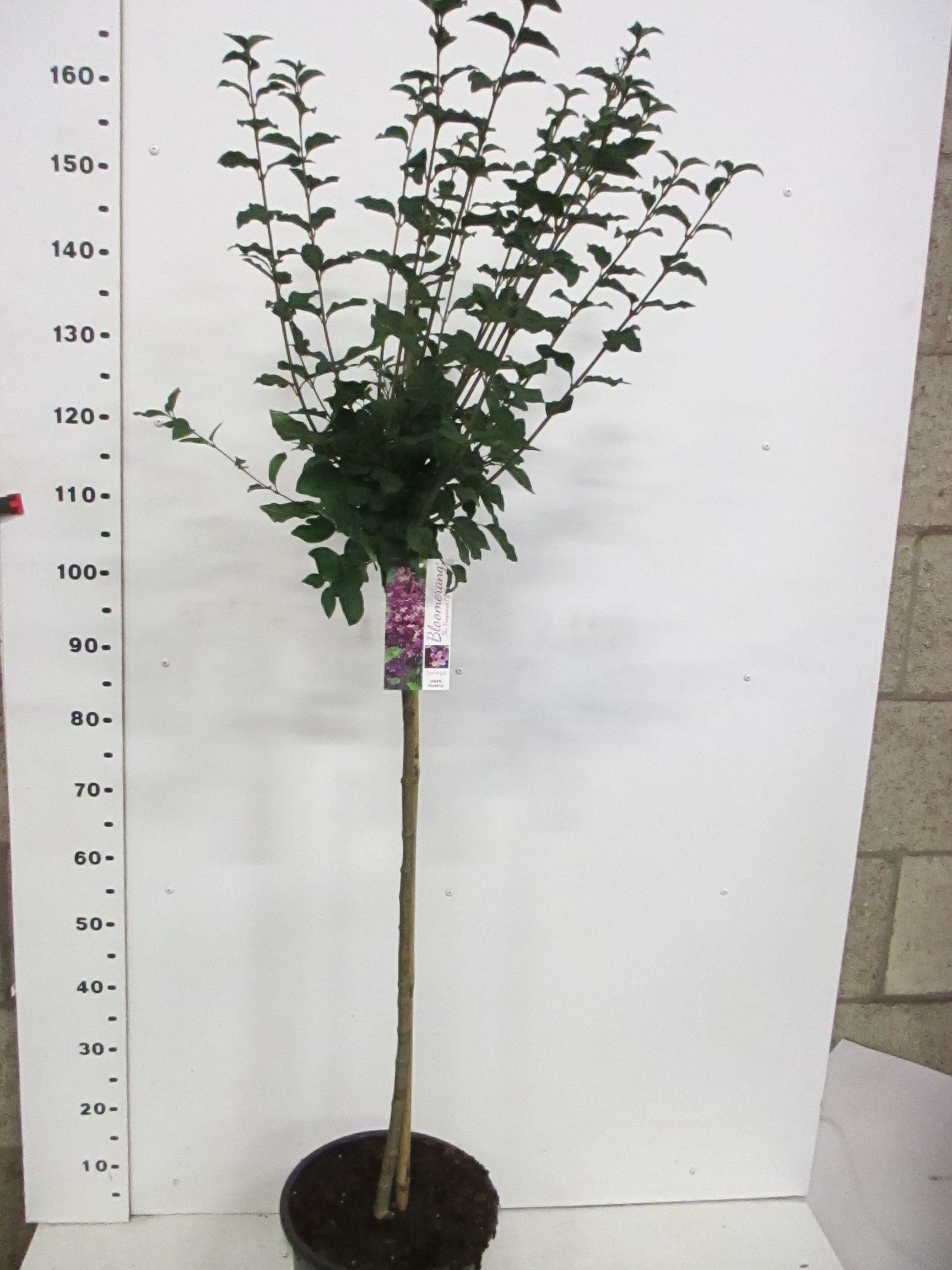 Syringa b. Dark Purple 100st. P28, D 28 cm Syringa b. Dark Purple 100st. P28, D 28 cm