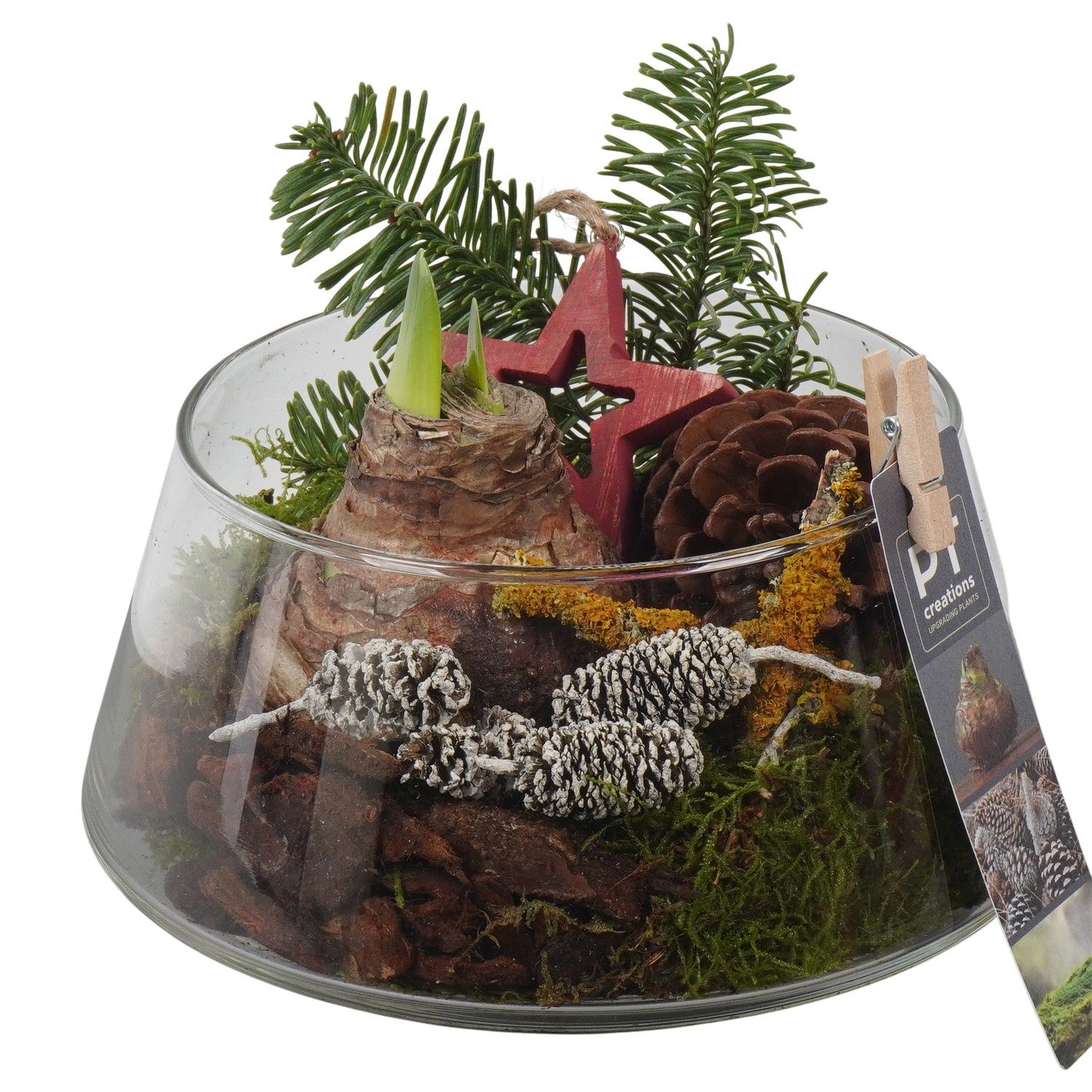 PTACH5928 Arrangement Amaryllis Christmas in glas schaal, D 18 cm