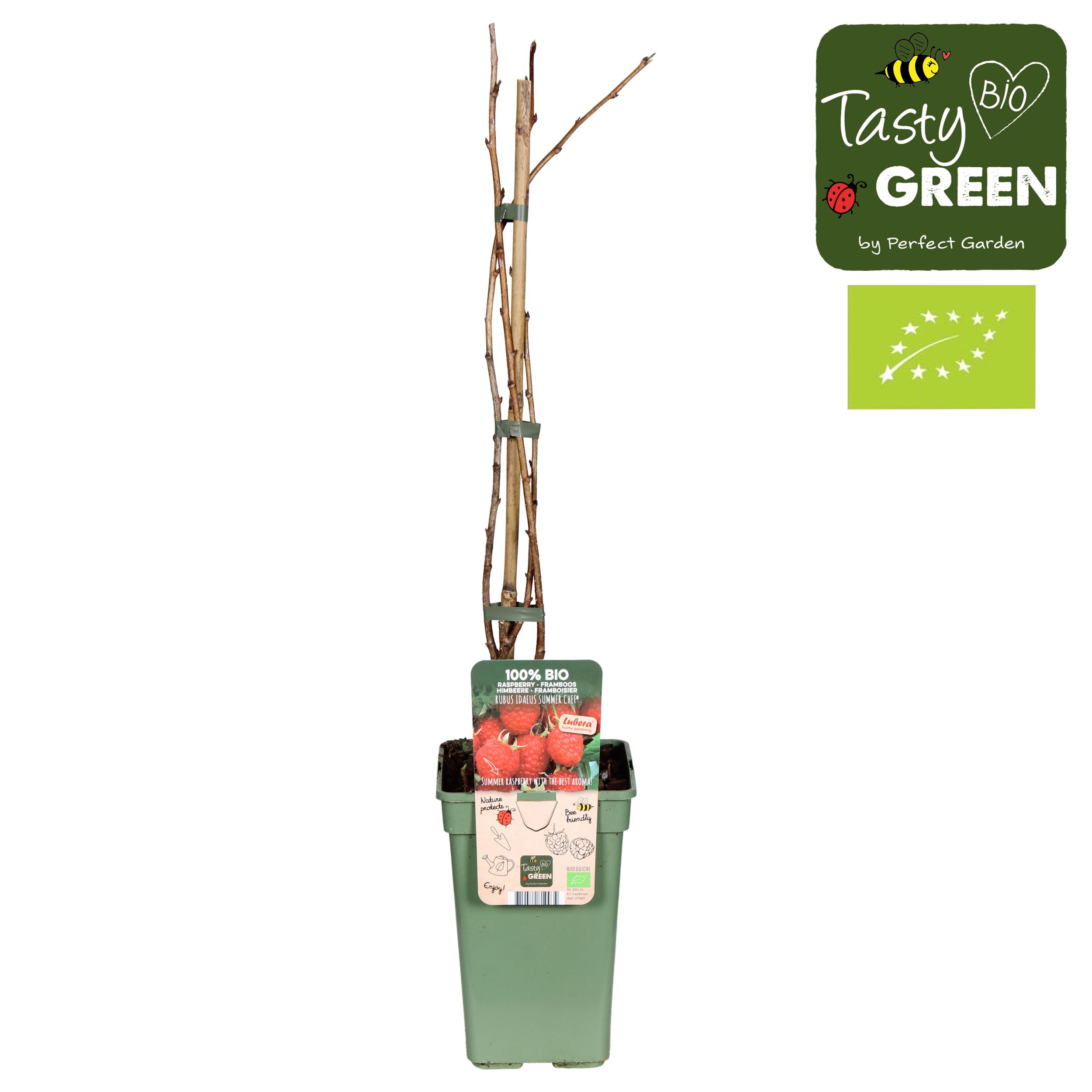 Rubus idaeus Summer Chef® Bio P19, D 19