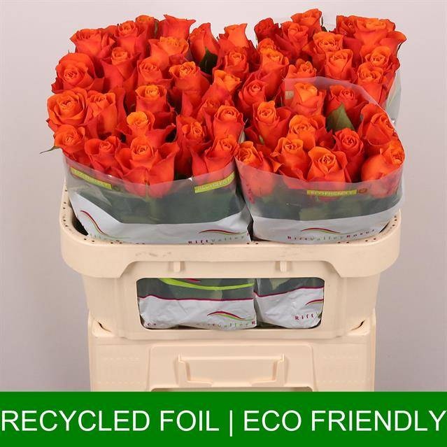 Роза од. Оранж Вэйв 70, шт.