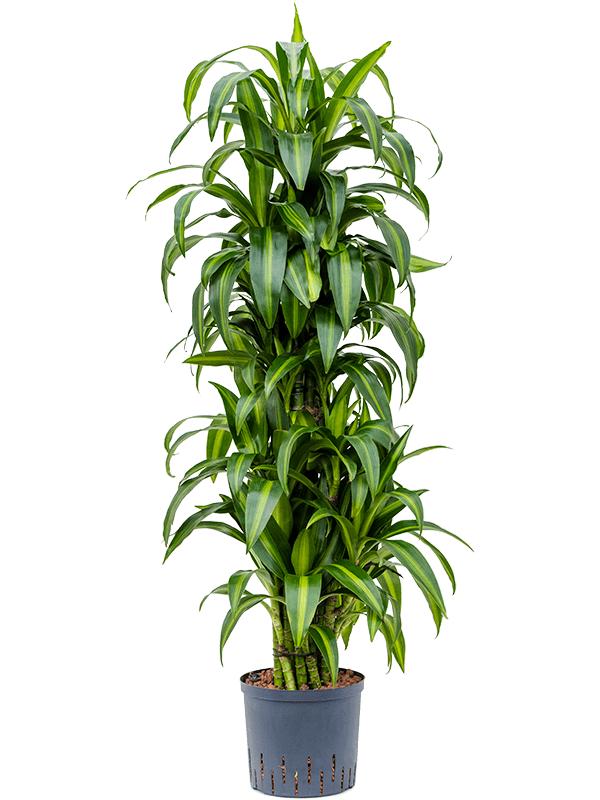 Dracaena fragrans 'Hawaiian Sunshine', D 22