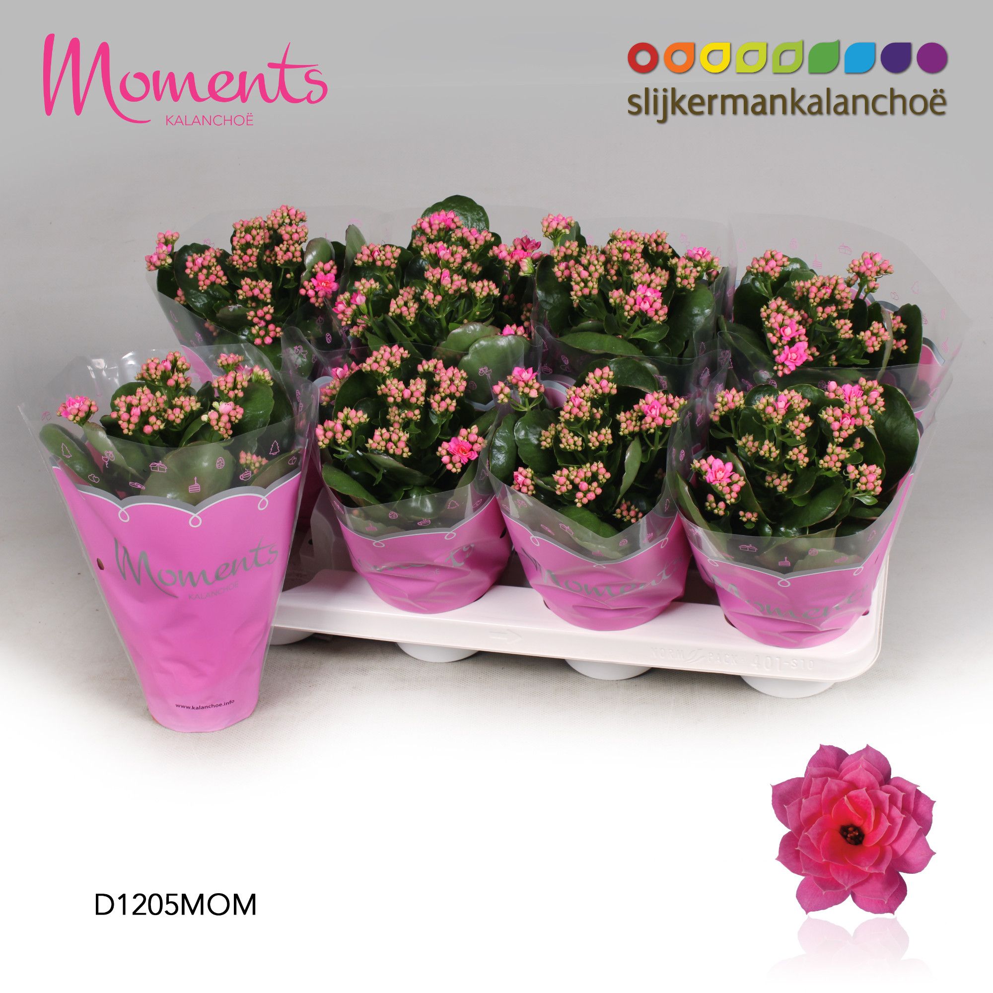 Kalanchoe Moments - Pink, D 12