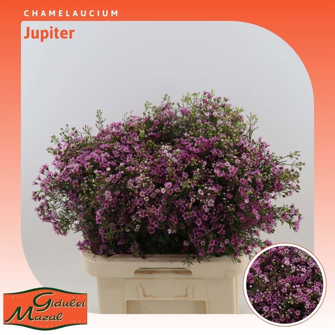 Шамелациум Юпитер 70 (ярко-роз.), шт.