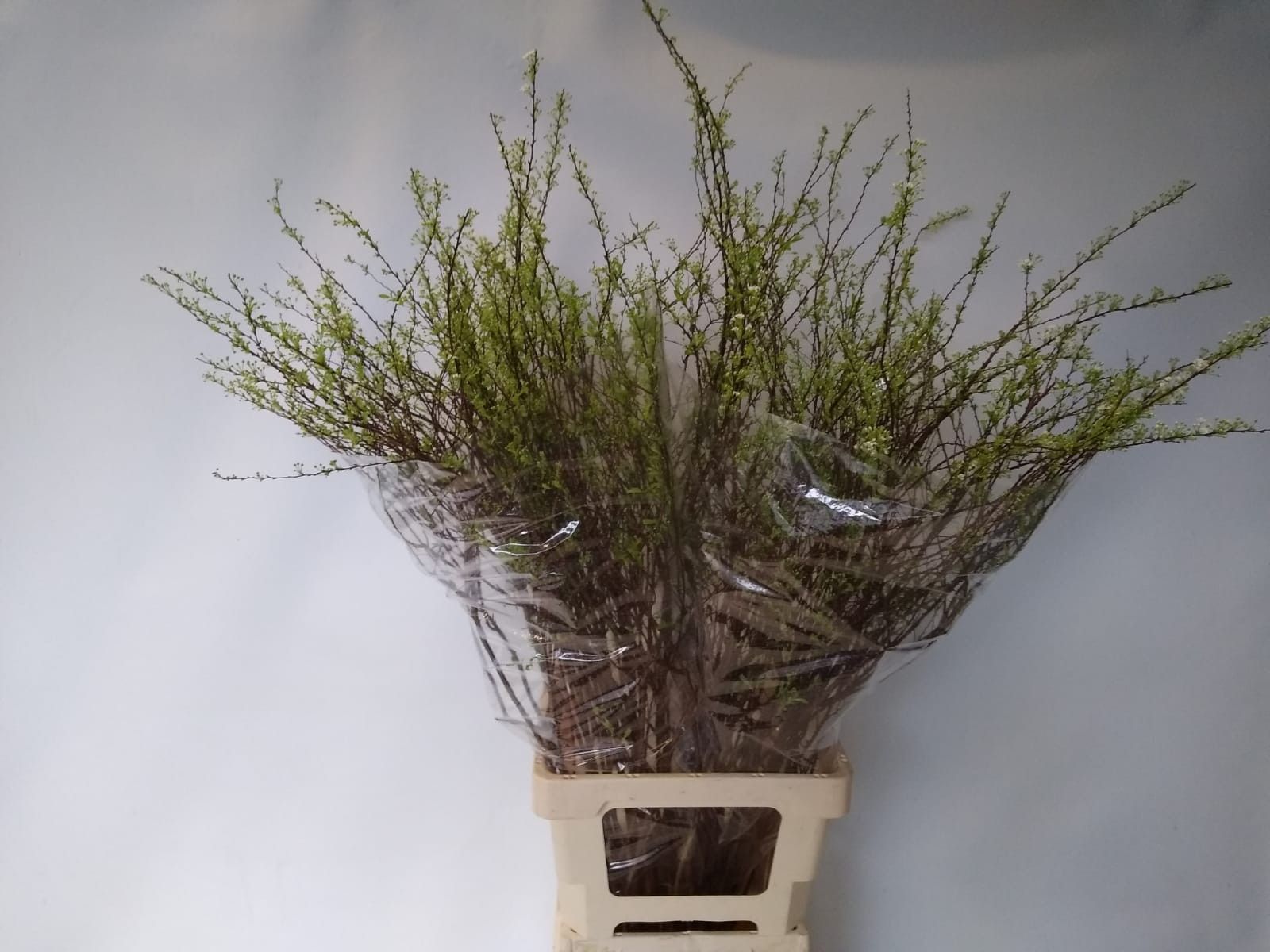 Спирея Грефшейм 85, шт.