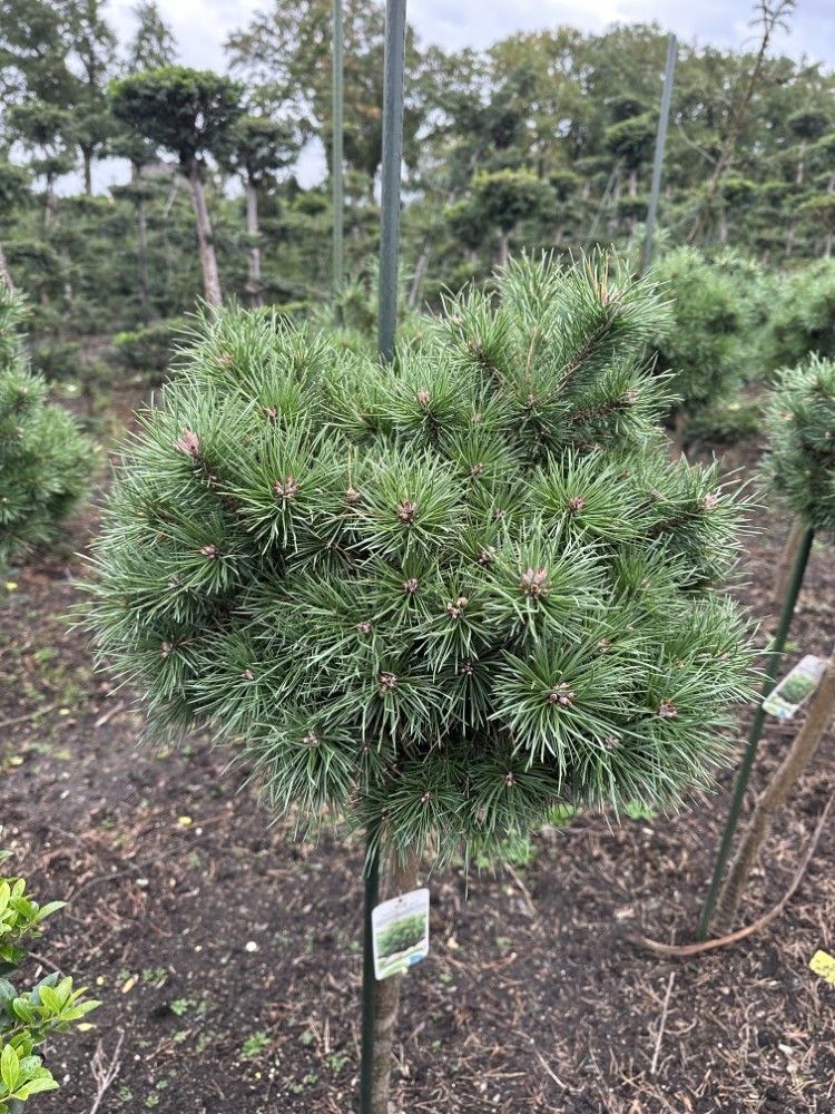 Pinus sylvestris ‘Sandringham’ --stam 85 cm bol 60 cm, D 40 cm