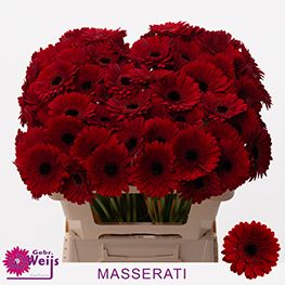 Гермини Маззерати, шт.