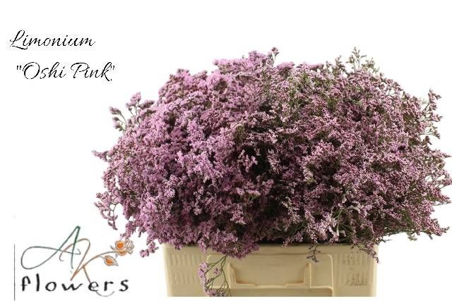 Лимониум Сафора Оши Пинк 60, шт.