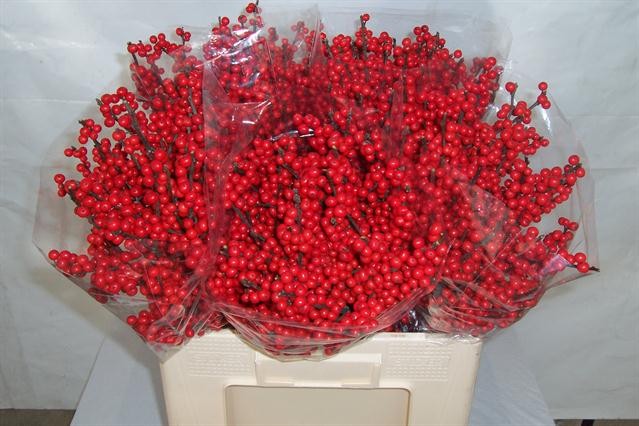 Илекс Красные ягоды 60, шт.