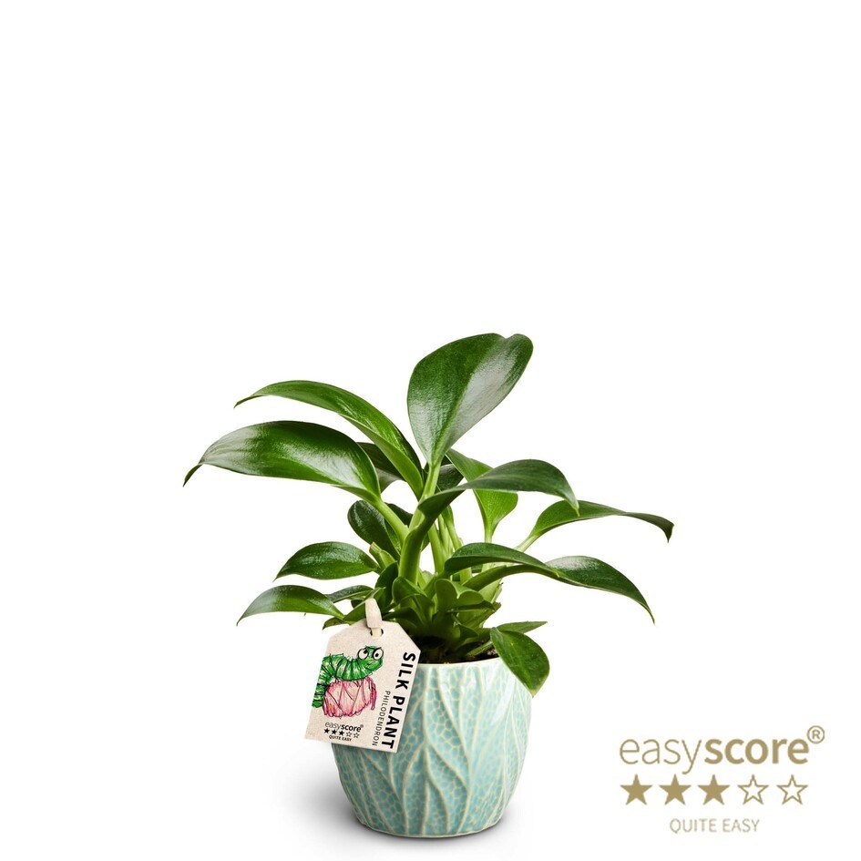 Leaf Ocean, Philodendron ´Green Princess´, D 7