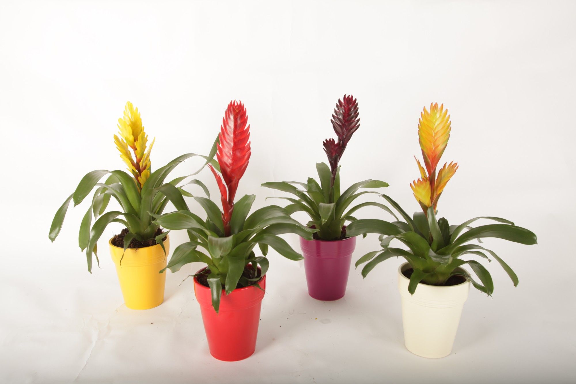 Vriesea gemengd in Keramiek Bea, D 12