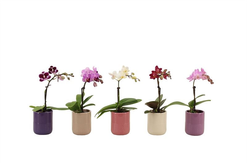 Dolomite p06 Morgan charm mix Phal Tiny Dolls mix 1T07+ Aqu@, D 6