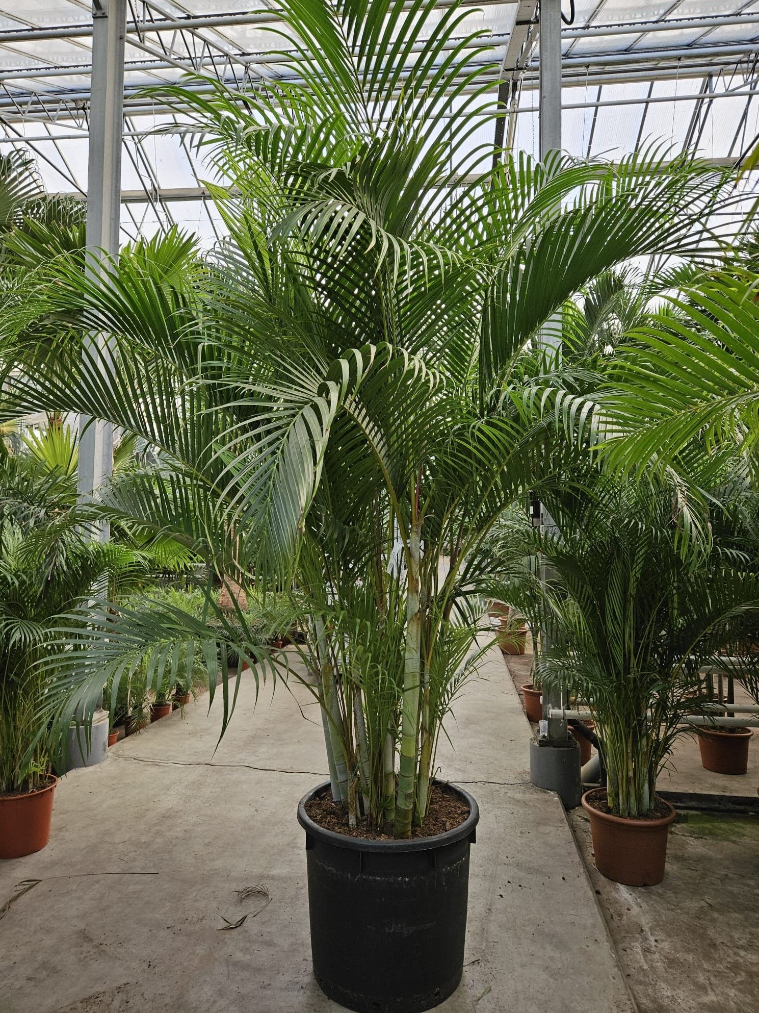 Dypsis lutescens, D 70
