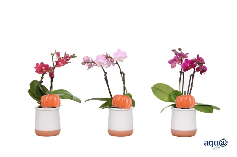 Valencia p06 white Phal Tiny Dolls mix 2T10+ Aqu@, D 6