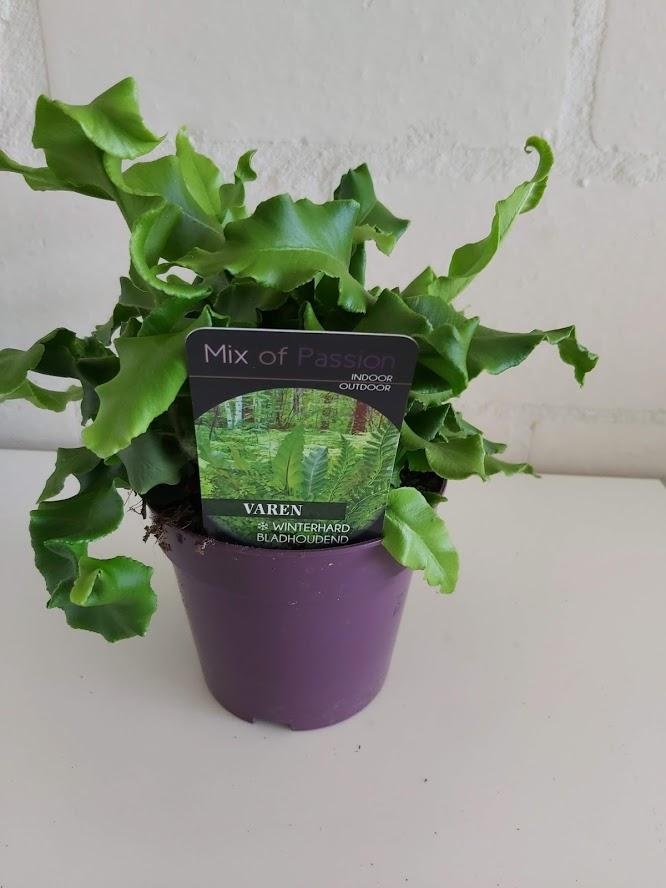 Asplenium scolopendrium, D 12