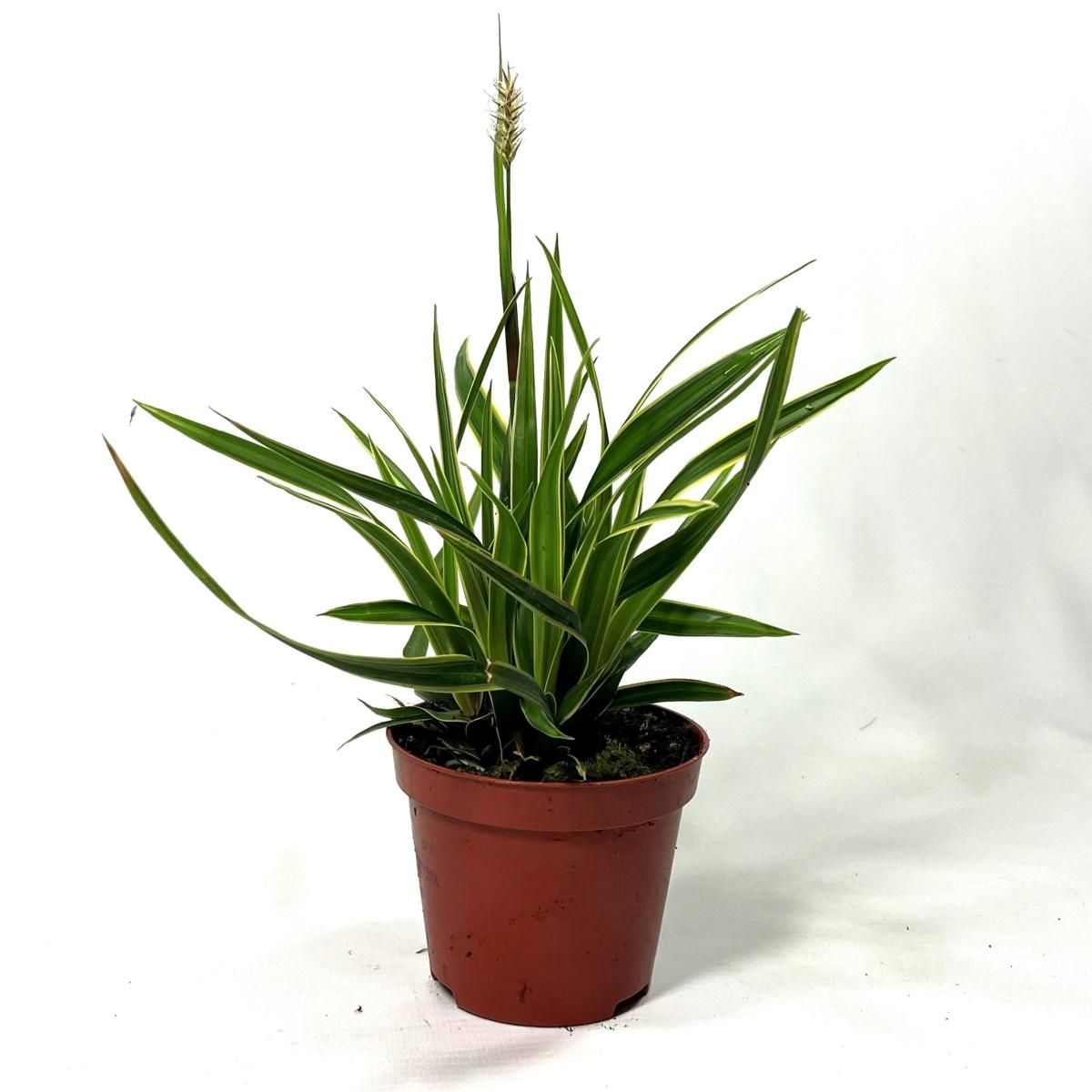 Carex morrowii 'Ice Dance', D 8